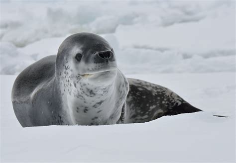 Leopard Seal | Beady Eyes