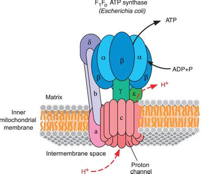 ATP Synthase - eLECTRON TRANSPORT CHAMBER