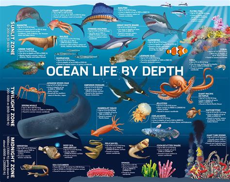 Learn & Explore - Ocean Wise | Ocean science, Ocean zones, Ocean life