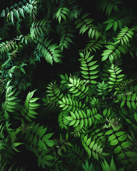 Green | Green leaf wallpaper, Fern wallpaper, Leaf wallpaper