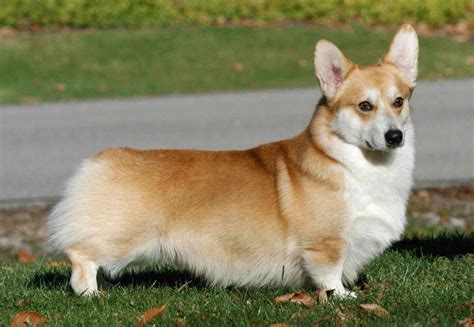 Pembroke Welsh Corgi | Dog Lovers Pictures