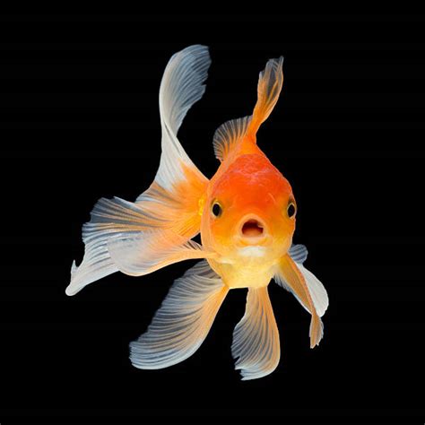 Royalty Free Goldfish Pictures, Images and Stock Photos - iStock