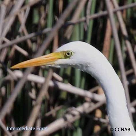 Egret Species - North American Birds - Birds of North America