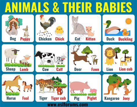 Cute Baby Animals: Learn Popular Animals and Their Babies!