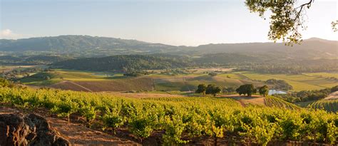 Sonoma Wine Tours & Wine Tasting Packages in Sonoma