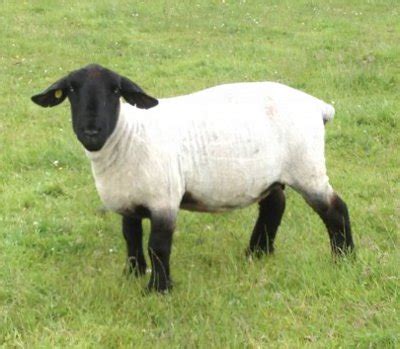 Suffolk Sheep - Knowledge Base LookSeek.com