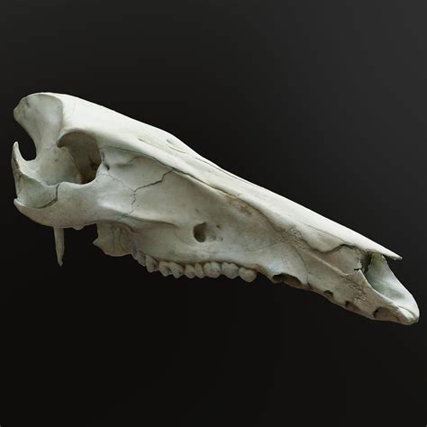 Wild Boar Skull 3D model | CGTrader