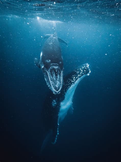 The deep dive: A beginner’s guide to underwater whale photography ...