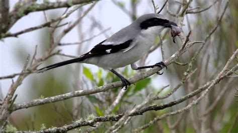 Loggerhead Shrike - the Butcher Bird in action - YouTube