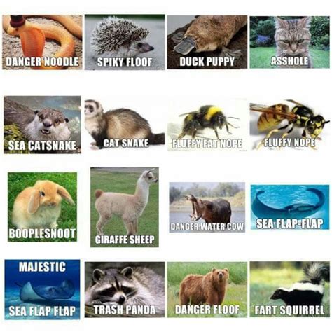 38 best Alternate animal names images on Pinterest | Alternative names ...