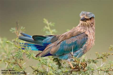 Wildlife photography: Indian Roller (state bird of Karnataka)