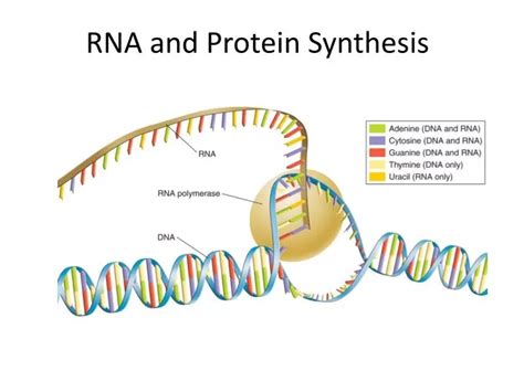 PPT - RNA and Protein Synthesis PowerPoint Presentation, free download ...