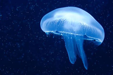 What is a jellyfish? | Twinkl Teaching Wiki - Twinkl