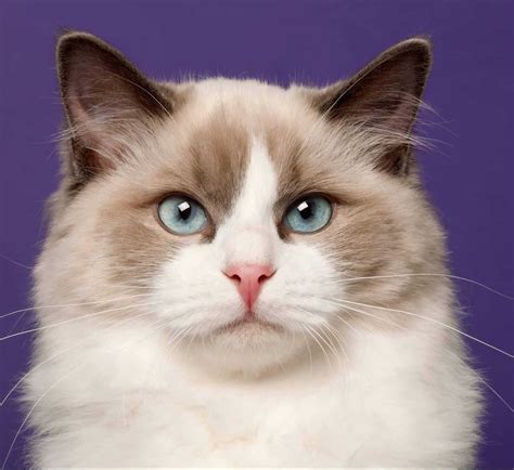 Ragdoll Cat Breed: Everything You Need To Know [2020]