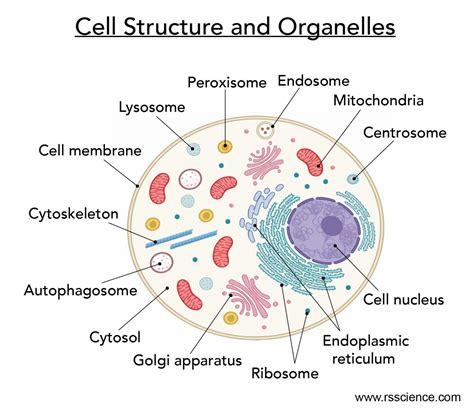 Cell organelles and their functions – Artofit