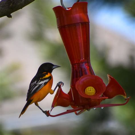 This Baltimore oriole enjoyed the hummingbird feeder despite the three ...