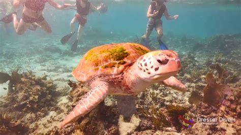 Snorkeling PLAYA DEL CARMEN, RIVIERA MAYA, Dressel Divers Snorkel ...