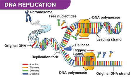 Describe Two Major Functions of Dna Polymerases