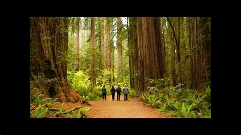 Camping in the Redwoods - Jedediah Smith Redwood State Park - YouTube