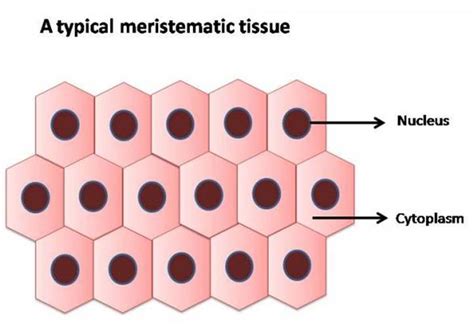 Meristematic Tissue In Plants Diagram