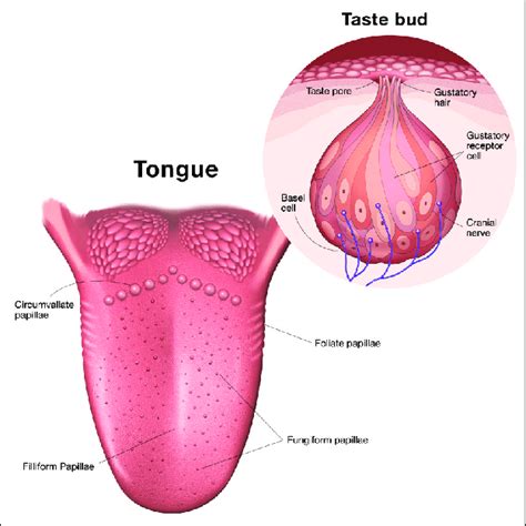 human tongue anatomy of papillae and taste buds. Circumvallate ...