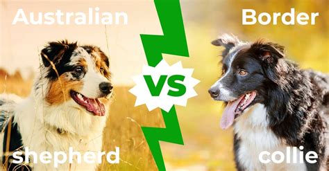 Australian Shepherd vs Border Collie: 5 Key Differences Explained - AZ ...