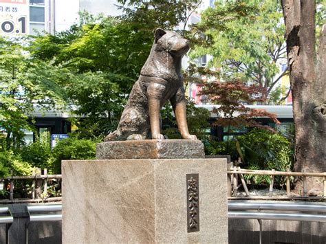 Bronze Statue Of Japanese Dog Hachiko Sitting On Marble - Hachiko ...