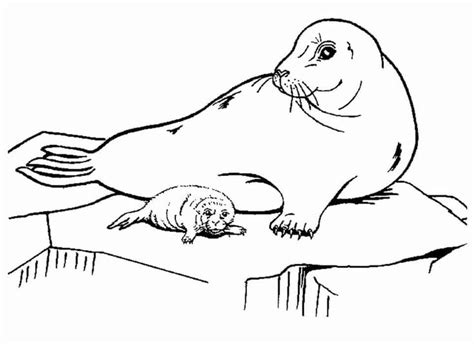 Coloring Pages Of Seals - AniyahtuSavage