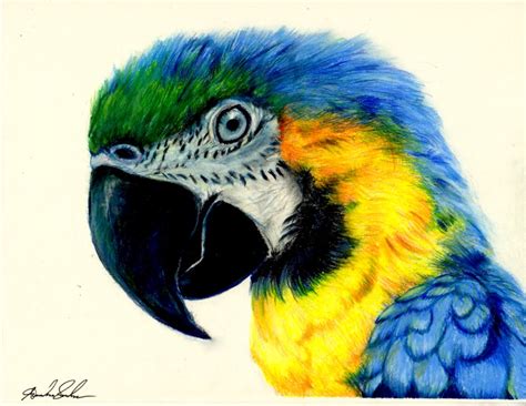 Macaw Colored Pencil Drawing by pinsetter1991 on DeviantArt