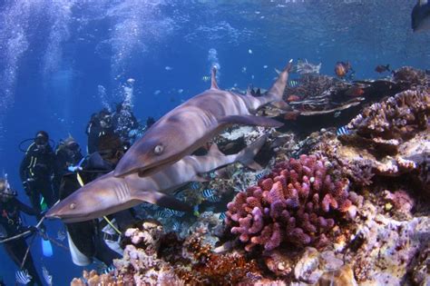 Volunteer opportunity for shark conservation in Fiji - SharkDiver