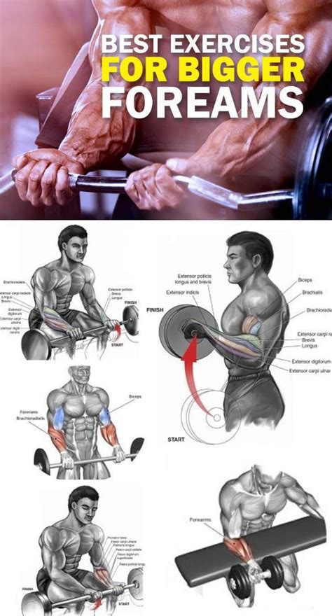 Exercises For Your Forearms | tunersread.com