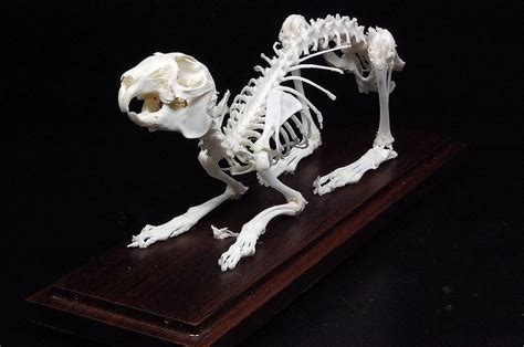 Real rabbit skeleton mounted in plastic show case free shipping ...