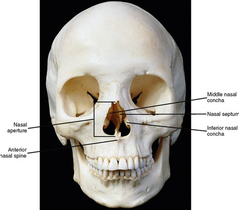 27: Nose, Nasal Cavity, and Paranasal Sinuses | Pocket Dentistry