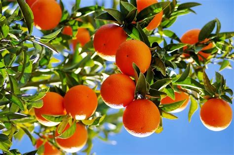 What Are Citrus Trees: Learn About Citrus Tree Varieties For The Garden ...