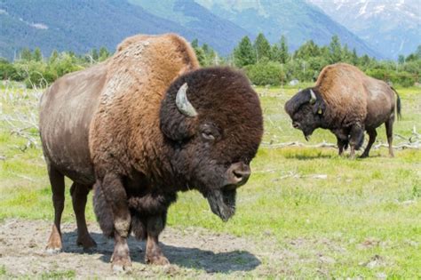 Adopt A Wood Bison - Alaska Wildlife Conservation Center