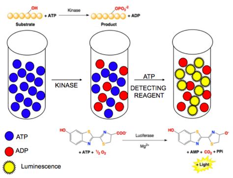 Kinase Assay