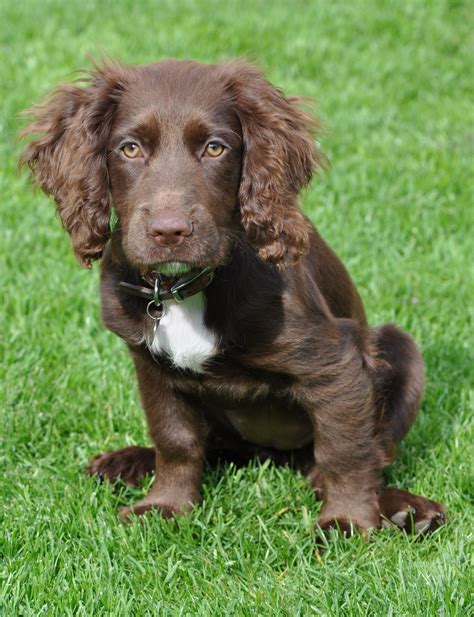 Boykin Spaniel Chocolate Lab Mix - MIXERXF