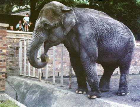 Elephant, Edinburgh Zoo, 1965 | "This is Sally the Asian ele… | Flickr