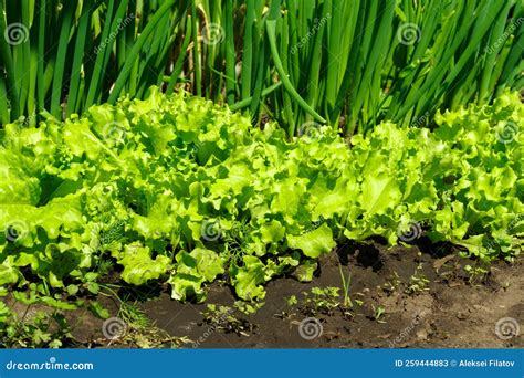 Fresh Green Lettuce Grows in the Garden. Salad Plant Farming in a ...