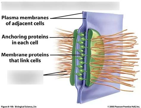 Intermediate filaments- Desmosome Diagram | Quizlet