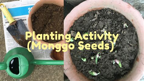 Planting Activity : Monggo Seeds - YouTube