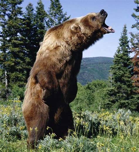 Kodiak – the largest brown bear | DinoAnimals.com