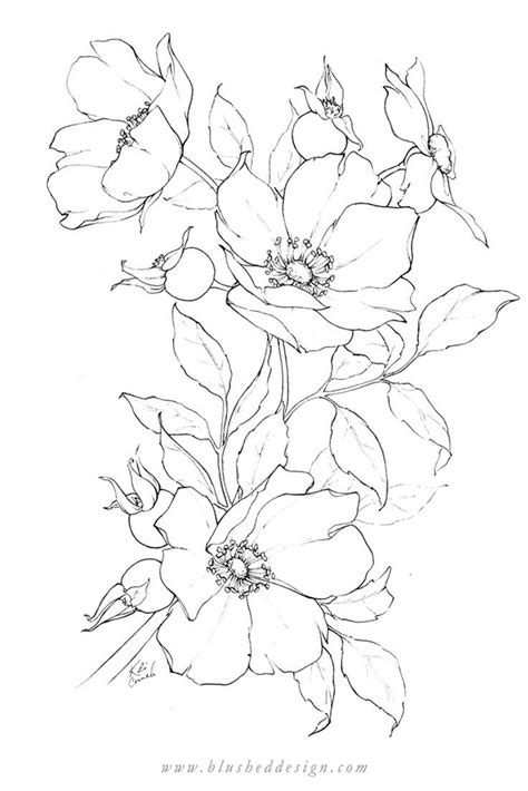 I love these wild roses at peek bloom! There's something about pencil ...