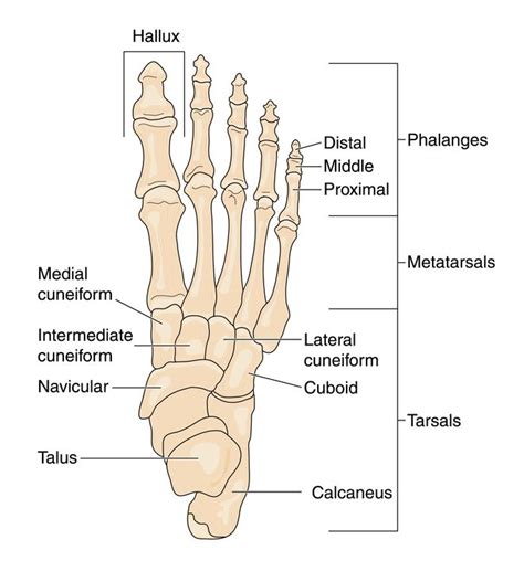 Anatomy of the Foot and Ankle by Podiatrist | Denver CO | Elite Foot ...