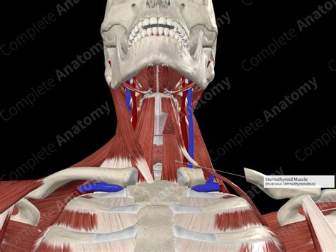 Sternothyroid Muscle | Complete Anatomy