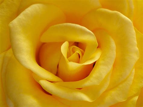 Free photo: Yellow Rose - Bspo06, Closeup, Flower - Free Download - Jooinn