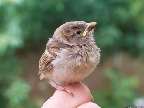 Comment nourrir un bébé oiseau