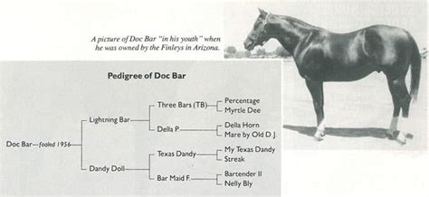 Doc Bar American Quarter Horse Stallion (History, Stats & Offspring)