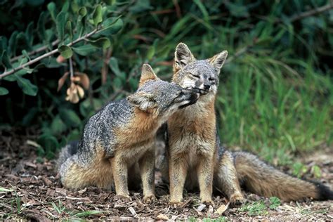 Cute California Island Foxes Have Made A Dramatic Comeback | TIME