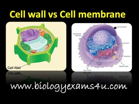 Difference between Cell wall and Cell membrane (Cell wall vs Plasma ...